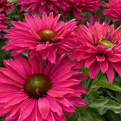 6253904_echinacea_sunseekers_sweet_fuchsia_01