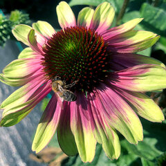 3253599_echinacea_sweet_sandia_01