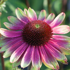 3253599_echinacea_sweet_sandia_05