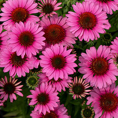 9253910_echinacea_sunmagic_vintage_pink_01