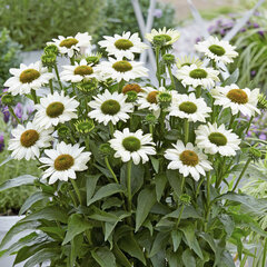 6253905_echinacea_sunseekers_white_beauty_01