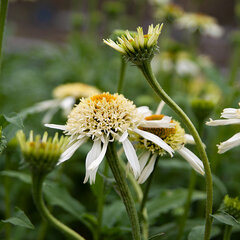9253044_echinacea_white_double_delight_01