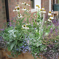 5251678_echinacea_white_swan_01