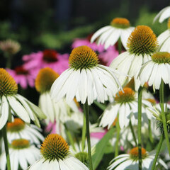 5251678_echinacea_white_swan_03
