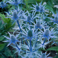 6252867_eryngium_big_blue_01