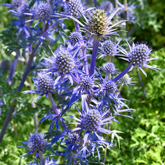 6252867_eryngium_big_blue_06