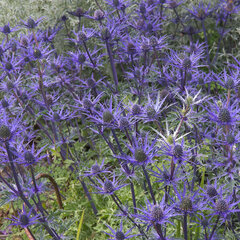 8242868_eryngium_lapis_blue_03