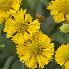 9250869_helenium_double_trouble_01