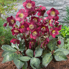 9242870_helleborus_anna_s_red_08