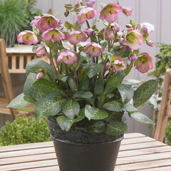 9244322_helleborus_dorothys_dawn_06