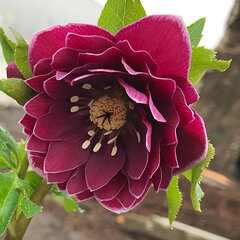 7250797_helleborus_double_aubergine_white_edge_01
