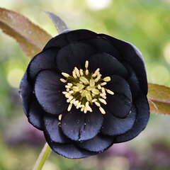 9240816_helleborus_double_black_01