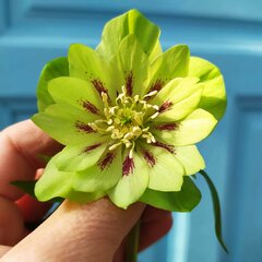 3251242_helleborus_double_ellen_green_03