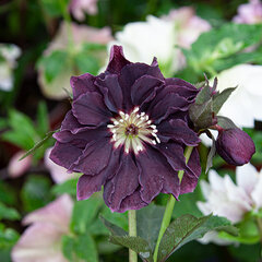 2250225_helleborus_double_ellen_purple_02