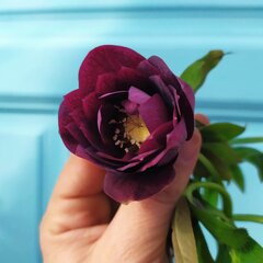 3250225_helleborus_double_ellen_purple_01