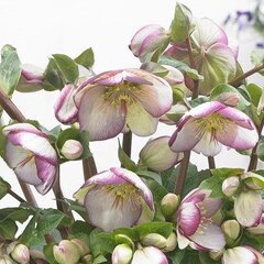 9242871_helleborus_glenda_s_gloss_05