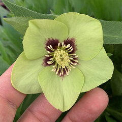 9254700_helleborus_irish_luck_03