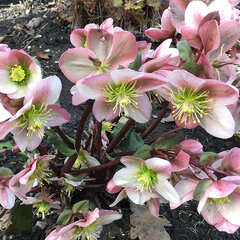 6243907_helleborus_pirouette_01