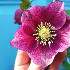 9256002_helleborus_pretty_ellen_pink_07