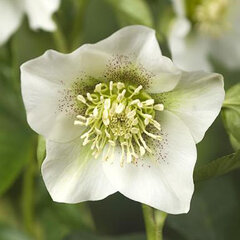 3250616_helleborus_pretty_ellen_white_03