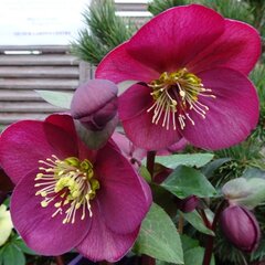 9241662_helleborus_red_fuchsia_02