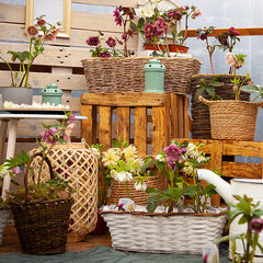 1325344541_helleborus_unique_mix_2l_01