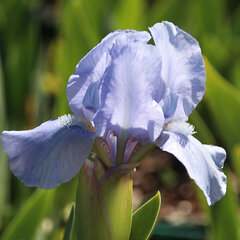 3252660_iris_p