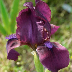 3253790_iris_p_3