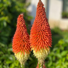 5240278_kniphofia_caulescens_01