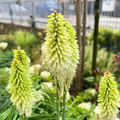 7251079_kniphofia_ice_queen_07