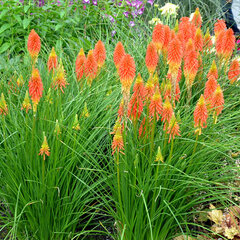 10220281_kniphofia_papaya_popsicle_01