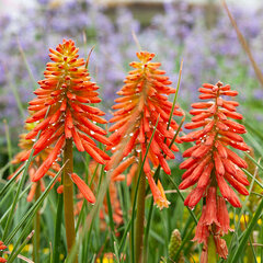 10220281_kniphofia_papaya_popsicle_04