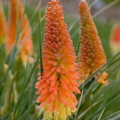 5252564_kniphofia_pyromania_backdraft_01