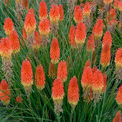 5252564_kniphofia_pyromania_backdraft_02
