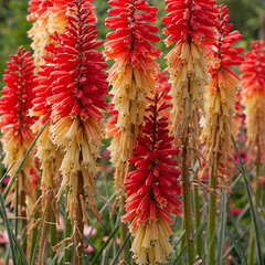 8241642_kniphofia_pyromania_rocket_s_red_glare_01
