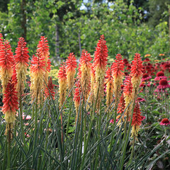 8241642_kniphofia_pyromania_rocket_s_red_glare_02