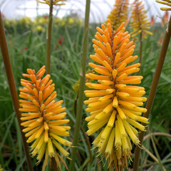 07202216_kniphofia_rich_echoes_01
