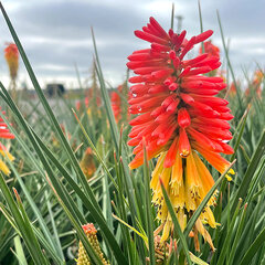 6254348_kniphofia_rocket_jr