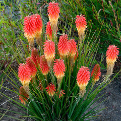 6254348_kniphofia_rocket_jr_2