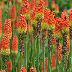 06202069_kniphofia_uvaria_01