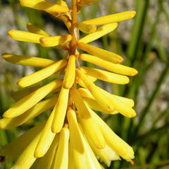 07202201_kniphofia_vanilla_01