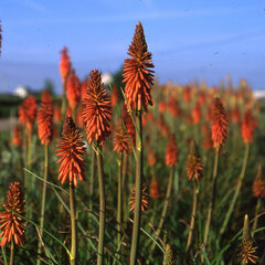 02201684_kniphofia_vincent_lepage_01