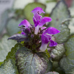 5230637_lamium_purple_dragon_01