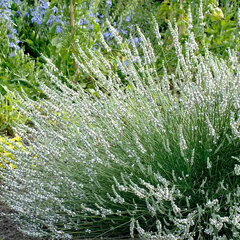 5240285_lavandula_alba_03