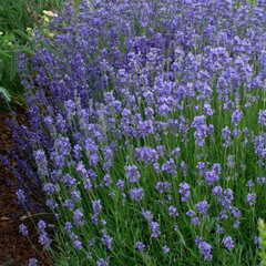 7250288_lavandula_dwarf_blue_03