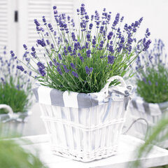 4212791_lavandula_essence_purple_01