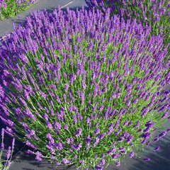 5250290_lavandula_munstead_01