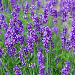 5250290_lavandula_munstead_02