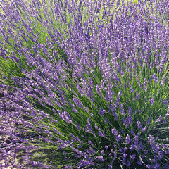 5251591_lavandula_phenomenal_01