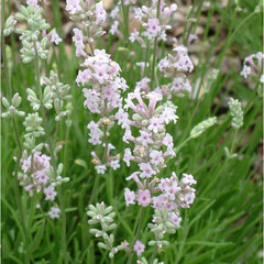 5250291_lavandula_rosea_01